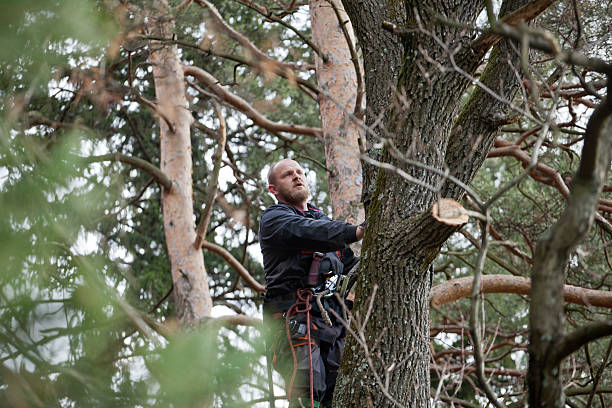 Best Storm Damage Tree Cleanup  in USA